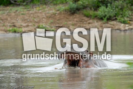 Flusspferd (72 von 104).jpg